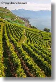 images/Europe/Switzerland/Montreaux/StSaphorin/vineyards-n-coastal-road-07.jpg