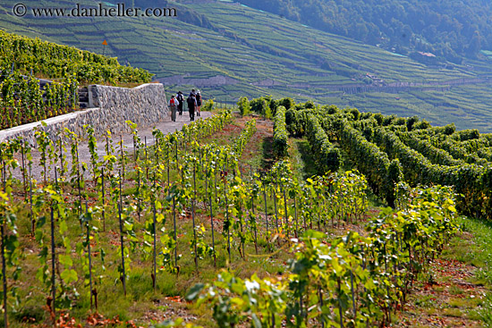 vineyards-n-hikers-01.jpg