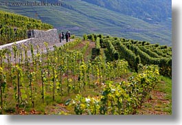 images/Europe/Switzerland/Montreaux/StSaphorin/vineyards-n-hikers-01.jpg
