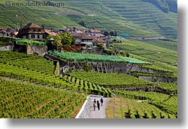 images/Europe/Switzerland/Montreaux/StSaphorin/vineyards-n-hikers-02.jpg