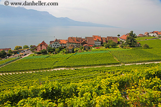 vineyards-n-houses-02.jpg