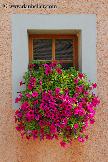 petunias-in-window-01.jpg