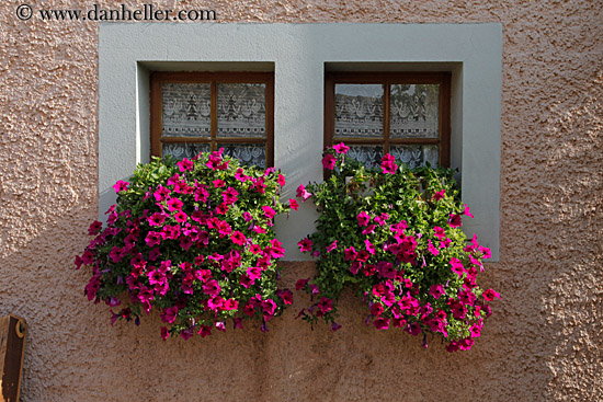 petunias-in-window-02.jpg