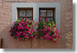 europe, flowers, horizontal, montreaux, nature, petunias, switzerland, villette, windows, photograph