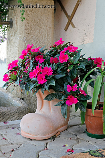 shoe-planter-n-pink-flowers.jpg