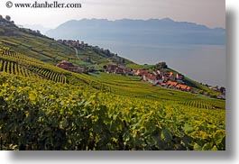 images/Europe/Switzerland/Montreaux/Villette/vineyards-town-n-lake-09.jpg