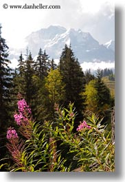 europe, flowers, mountains, murren, nature, snowcaps, switzerland, vertical, photograph