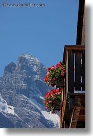 europe, flowers, mountains, murren, nature, snowcaps, switzerland, vertical, photograph