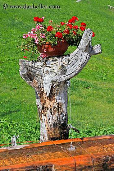 tree-stump-flowers-n-fountain.jpg