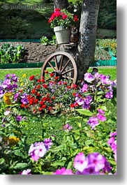 images/Europe/Switzerland/Murren/Flowers/wagon-wheel-n-flowers-01.jpg