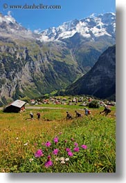 europe, flowers, hikers, mountains, murren, switzerland, vertical, photograph