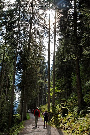 hiking-in-forest.jpg