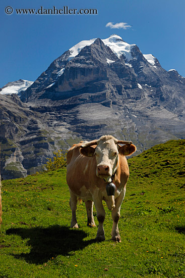 cows-n-mtns-01.jpg