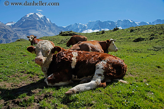 cows-n-mtns-02.jpg