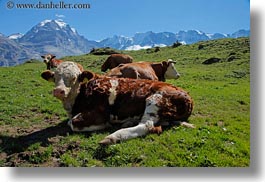 cows, europe, horizontal, mountains, murren, nature, scenics, snowcaps, switzerland, photograph