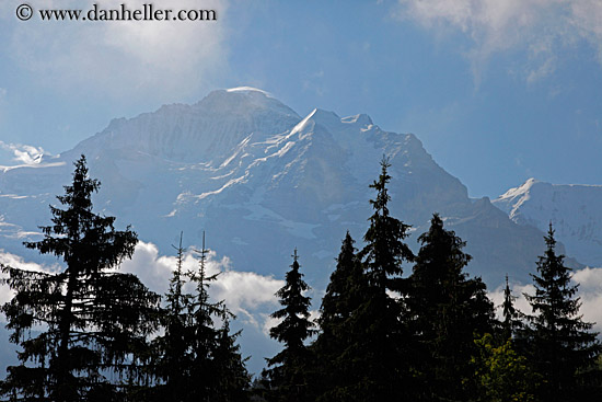 mtn-n-trees-01.jpg