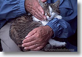 cats, europe, handling, horizontal, people, switzerland, photograph