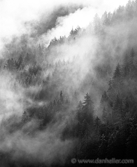 foggy-trees-bw.jpg