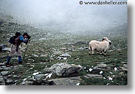 europe, horizontal, scenics, sheep, switzerland, photograph