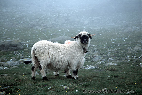 sheep-2.jpg