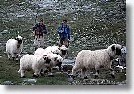 europe, horizontal, scenics, sheep, switzerland, photograph