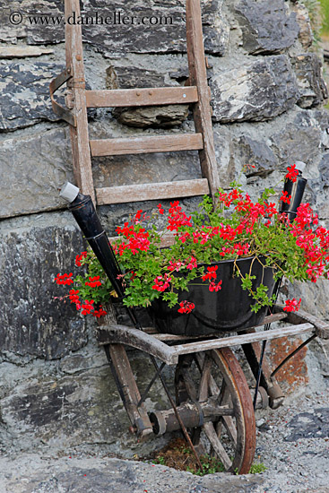 flowers-n-ladder.jpg