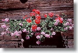 europe, flowers, horizontal, switzerland, zermatt, photograph