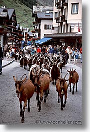 europe, goats, switzerland, vertical, zermatt, photograph