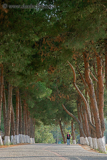 tree-lined-road-3.jpg