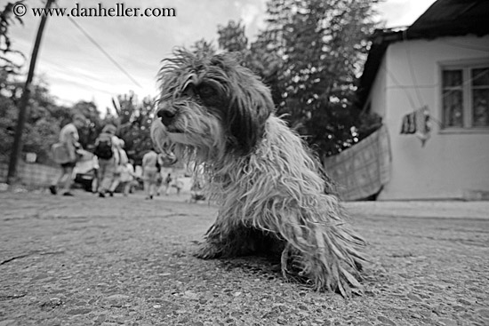 scruffy-dog-bw-2.jpg