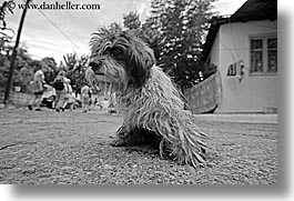 black and white, dogs, europe, fethiye, horizontal, scruffy, turkeys, photograph