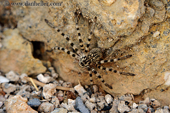 tarantula-spider.jpg