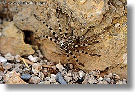 images/Europe/Turkey/Gemiler/tarantula-spider.jpg