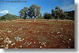 dirt, europe, fields, horizontal, kale island, red, turkeys, photograph