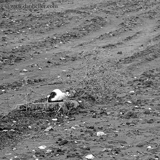 cat-on-stump-in-mud-bw.jpg