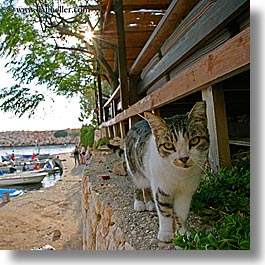 cats, europe, kalkan, square format, turkeys, walls, photograph