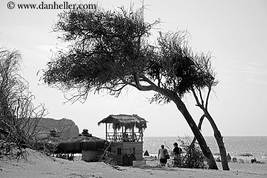 leaning-tree-on-beach-bw.jpg