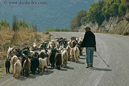 man-walking-goats.jpg