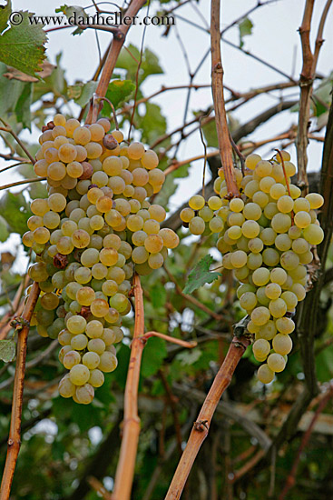 white-grapes-1.jpg