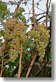 europe, fruits, grapes, kalkan, turkeys, vertical, white, photograph