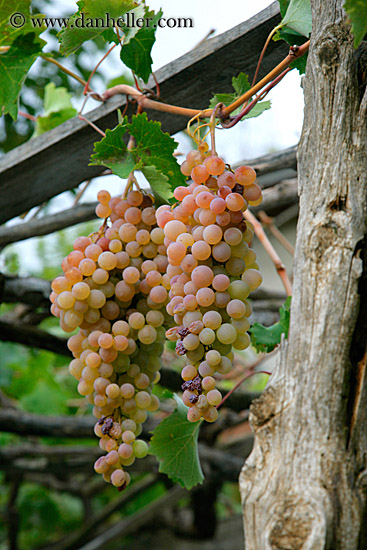 white-grapes-2.jpg