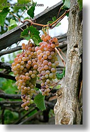 europe, fruits, grapes, kalkan, turkeys, vertical, white, photograph