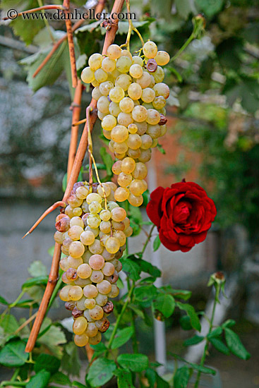 white-grapes-n-rose.jpg