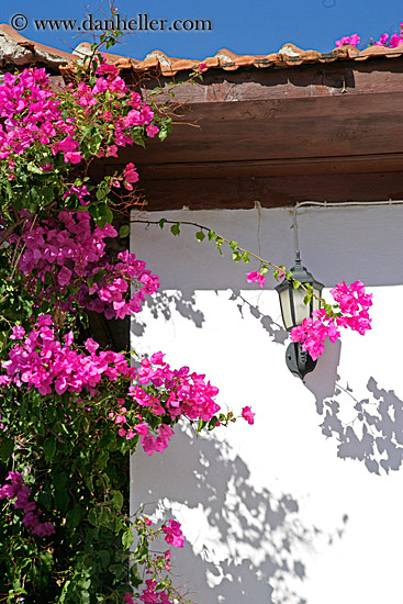 bougainvillea.jpg