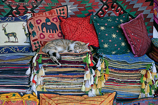 sleeping-cat-on-rugs-1.jpg