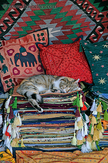 sleeping-cat-on-rugs-2.jpg