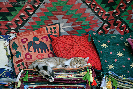 sleeping-cat-on-rugs-4.jpg