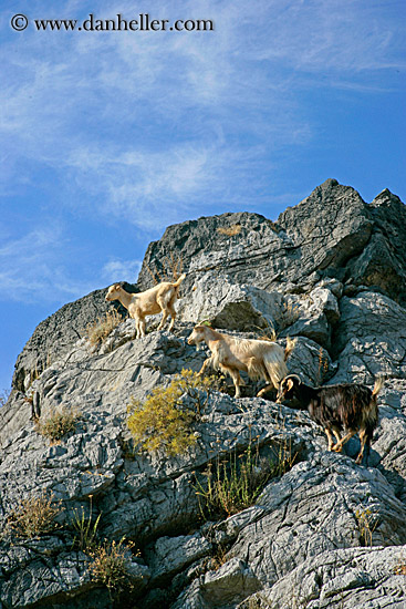 mountain-goats.jpg