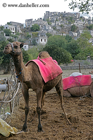 camel-n-village-2.jpg
