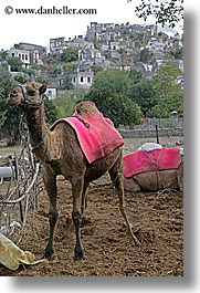 camels, europe, kaya koy, turkeys, vertical, villages, photograph